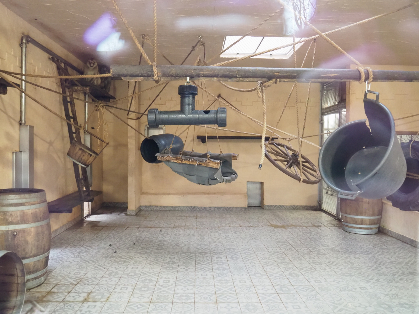 Indoor housing Barbary macaques, 2021-12-07