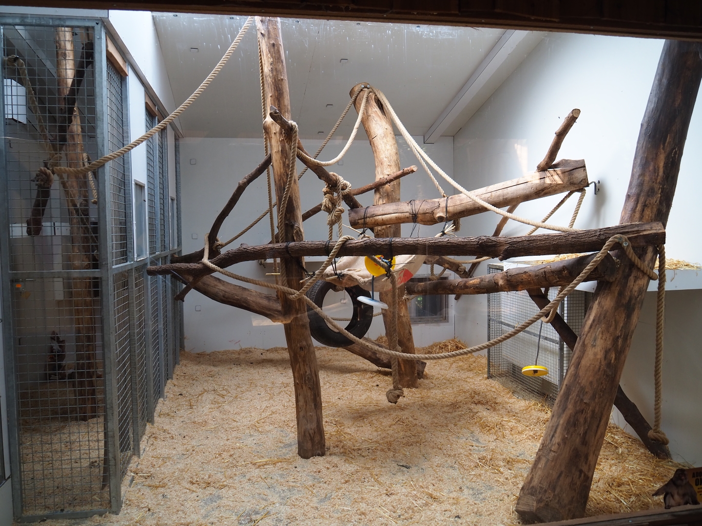 Indoor housing Barbary macaques