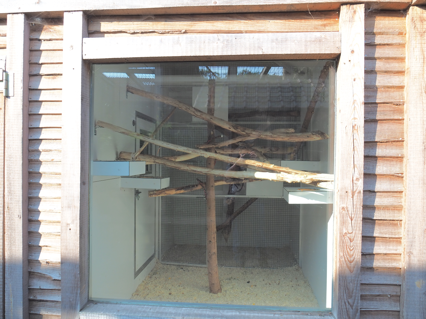 Indoor housing Blue-and-gold and Green-winged macaws, 2020-09-12