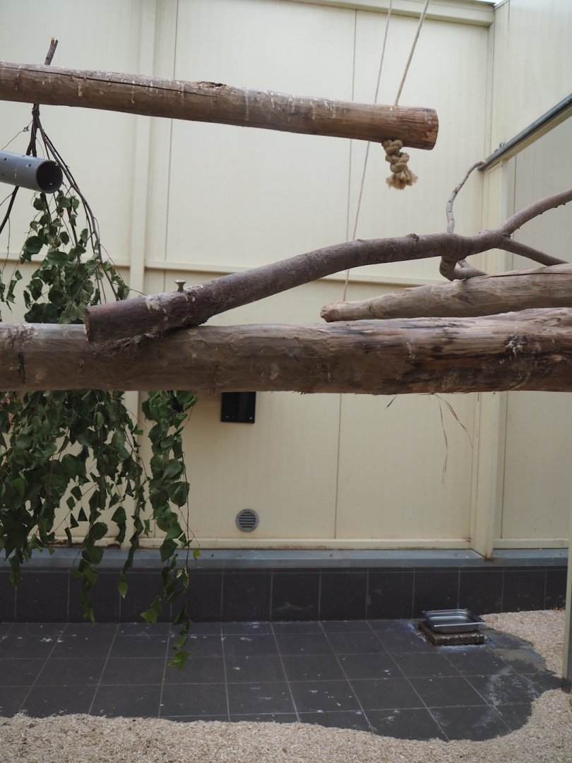 Indoor housing Blue-and-gold macaws, 2023-07-18