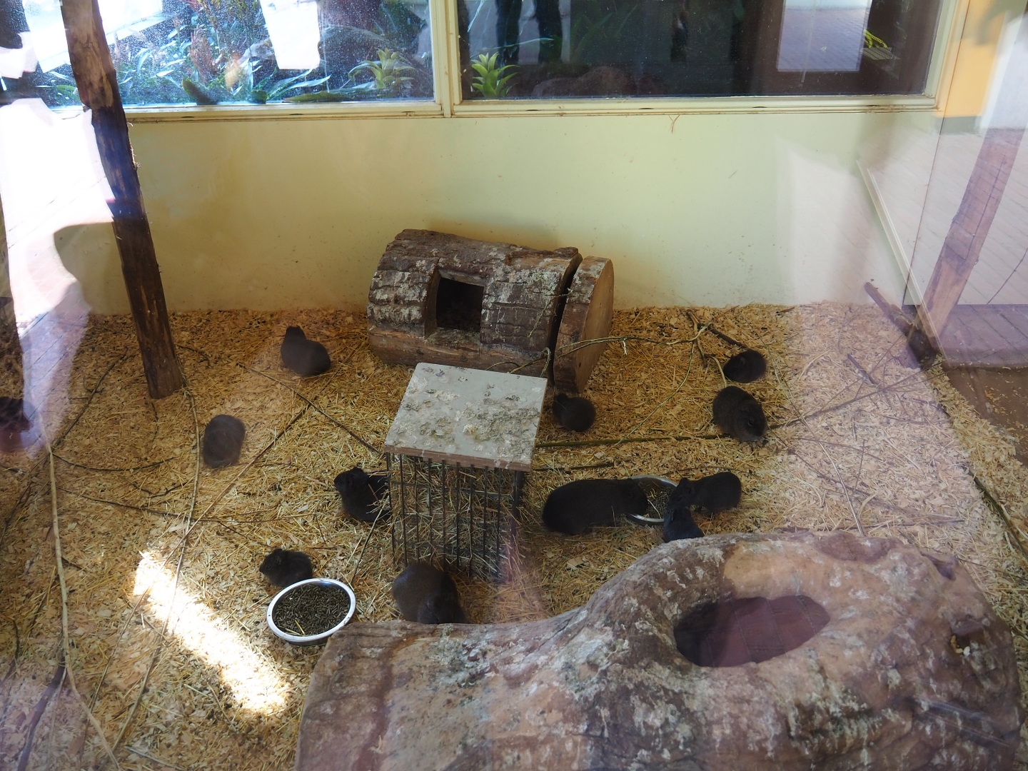 Indoor housing Brazilian guinea pigs - Versicolor teals - Red-fronted macaws (Sep 2nd, 2018)