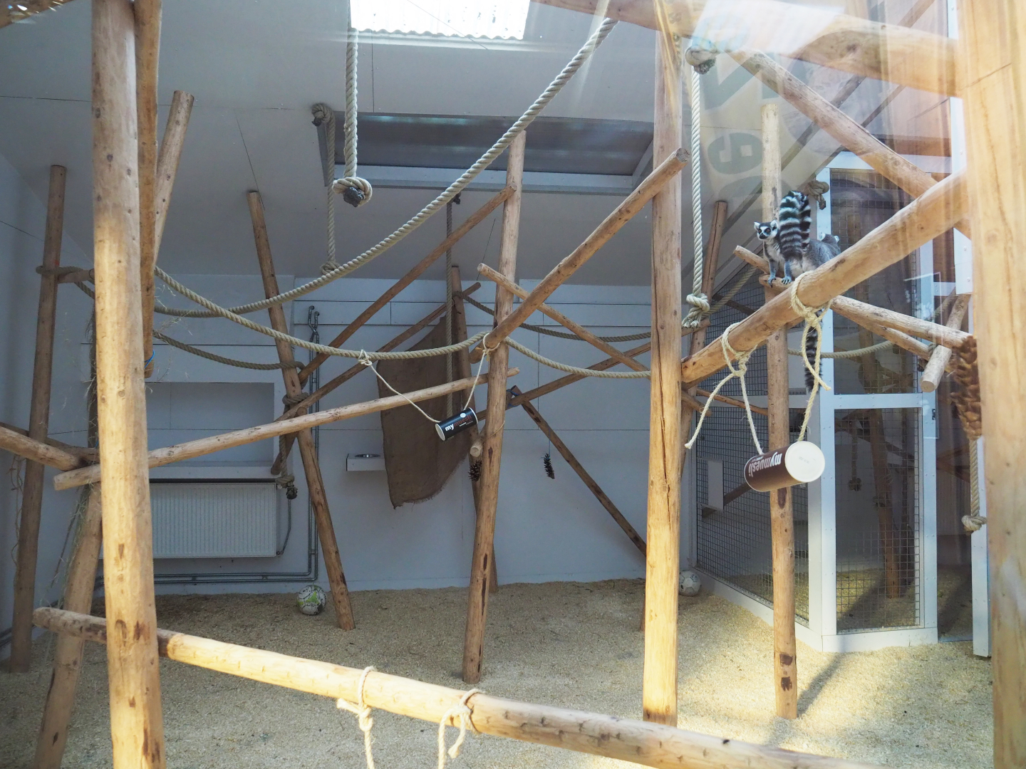 Indoor housing brown and ring-tailed lemurs, 2020-09-12