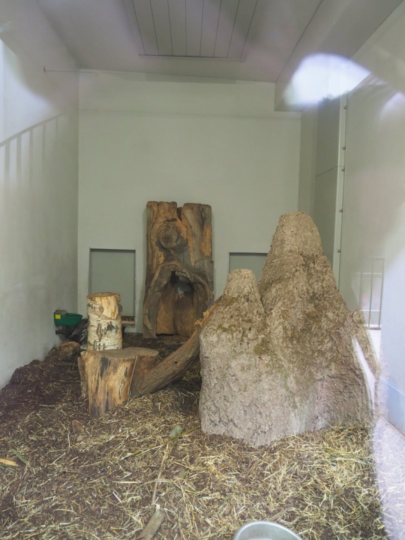 Indoor housing Cape porcupines and Yellow mongooses, 2021-06-12