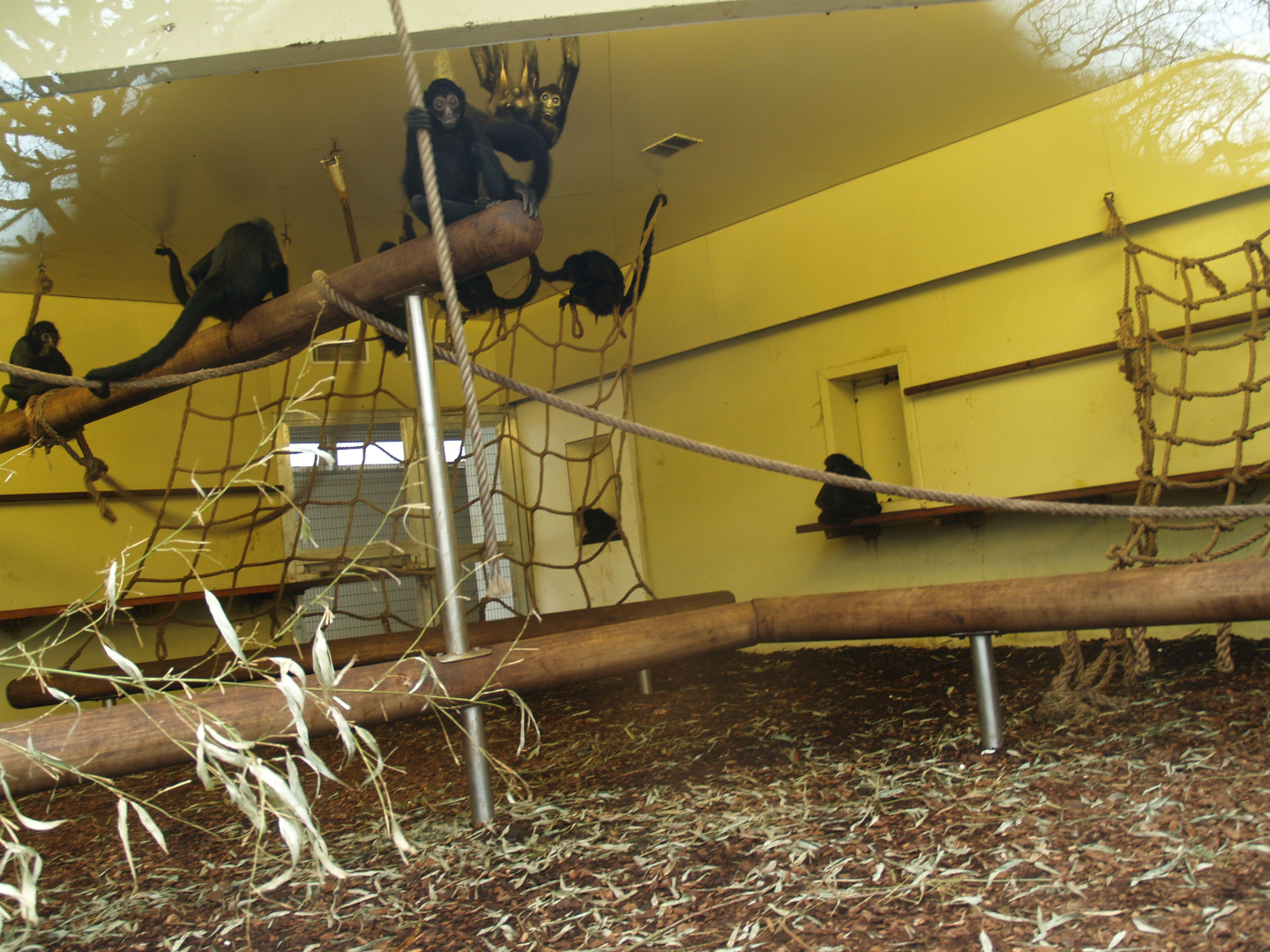 Indoor housing Colombian black spider monkeys, 2008-03-01