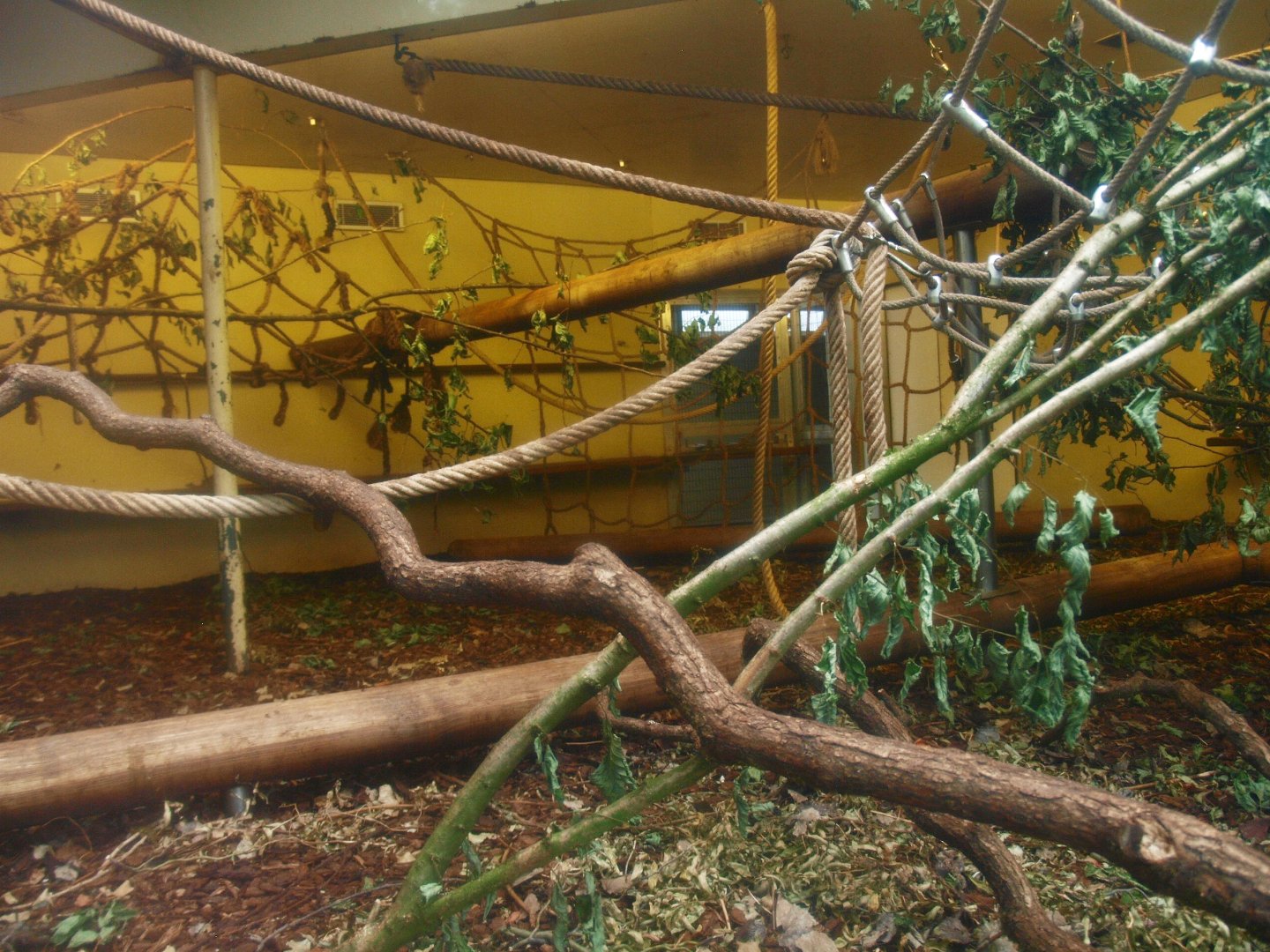 Indoor housing Colombian black spider monkeys, 2015-07-19