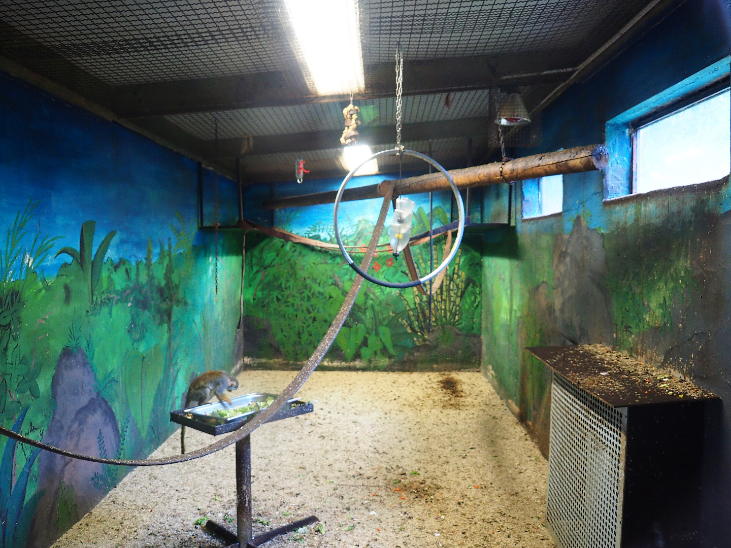 Indoor housing common squirrel monkeys, 2020-06-20