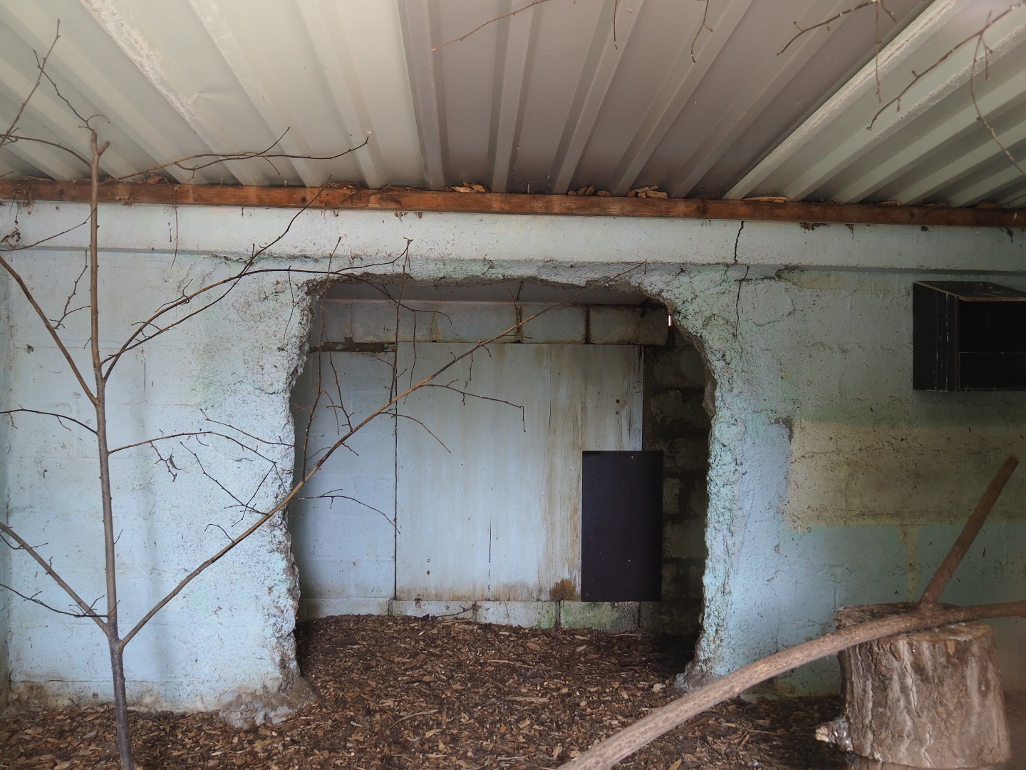 Indoor housing domestic rabbits, 2021-06-15