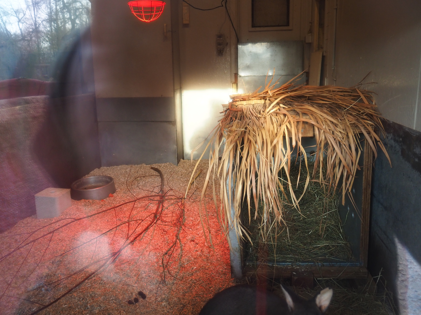 Indoor housing Dusky pademelon (formerly wombat), 2019-12-28