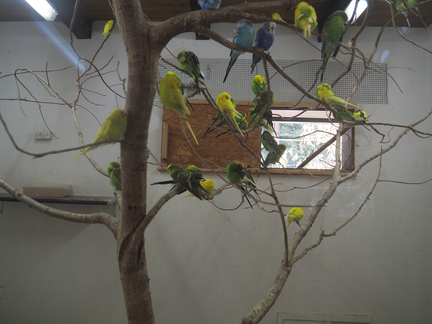Indoor housing for budgerigars, 2024-05-21