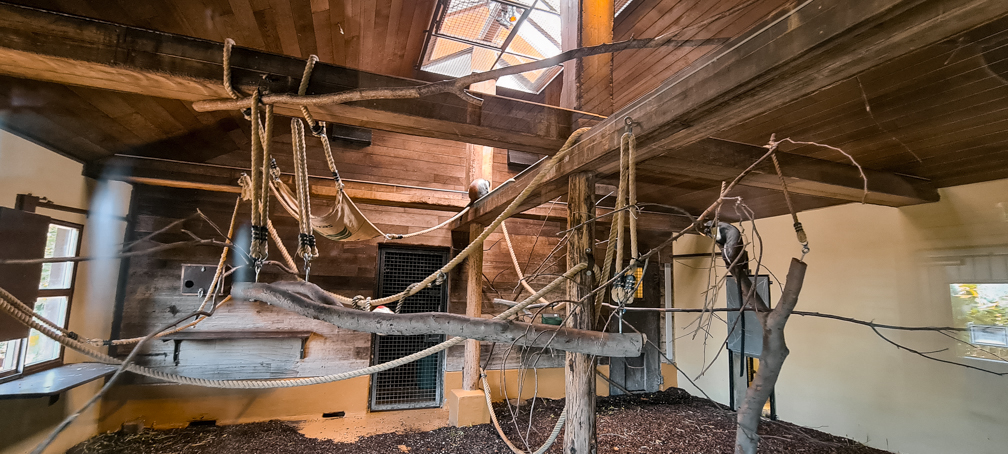 Indoor housing for Diana monkey