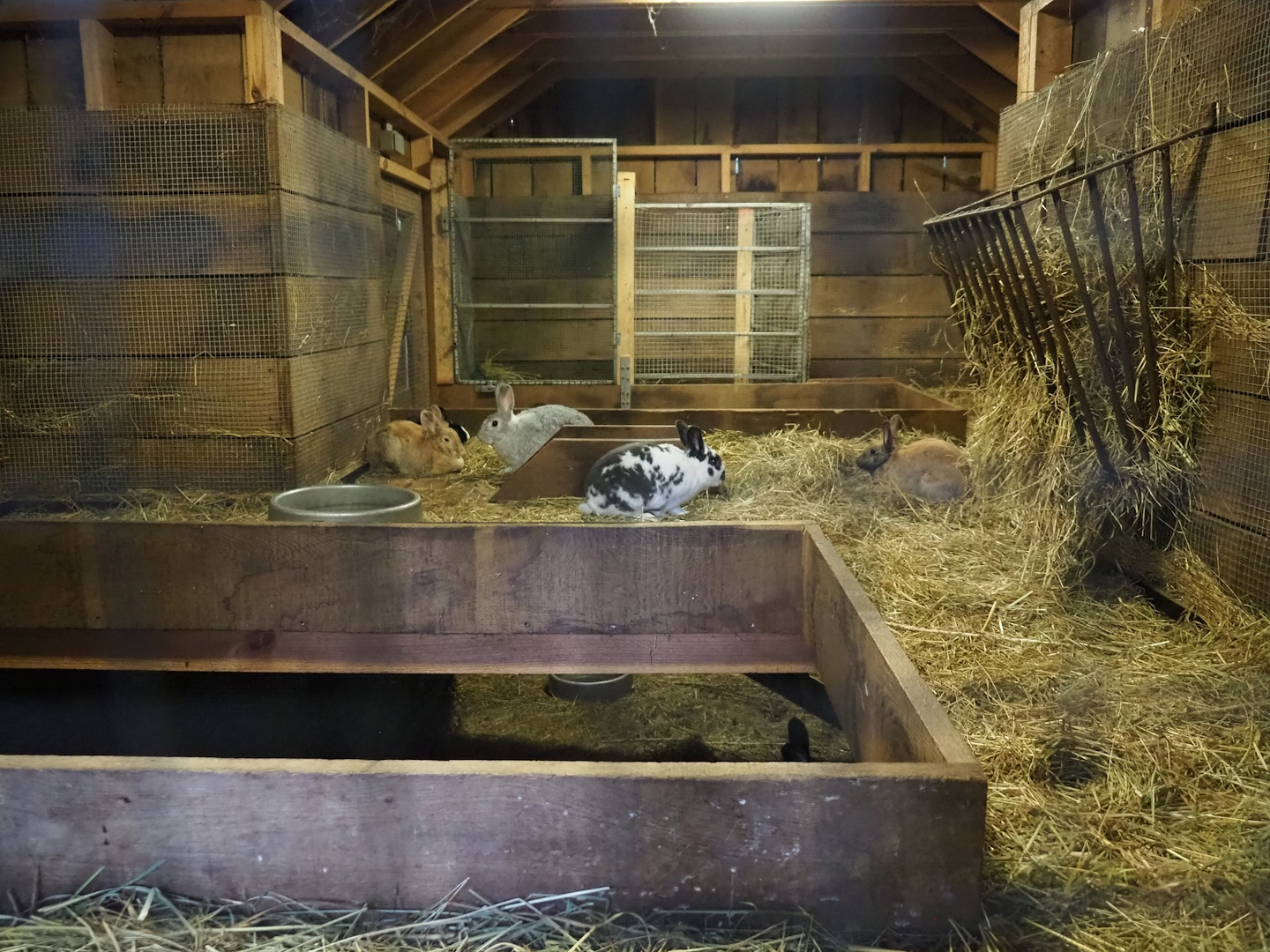 Indoor housing for domestic rabbits, 2023-09-19