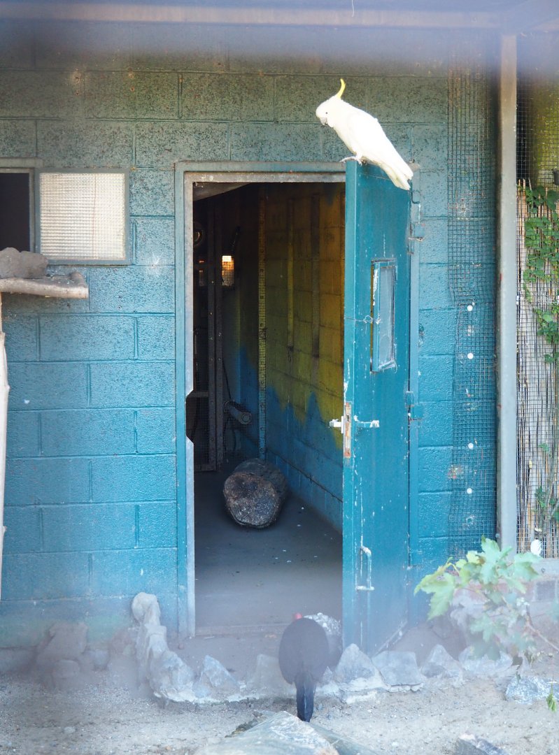 Indoor housing for Eleonora sulphur-crested cockatoo and Australian brush turkey, 2022-06-28
