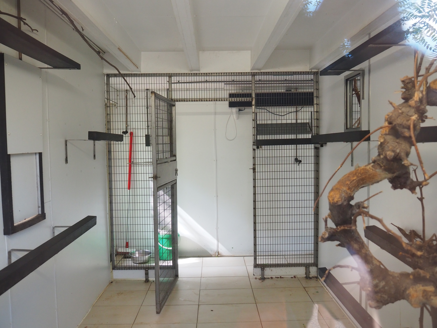 Indoor housing for lemurs, 2022-08-28