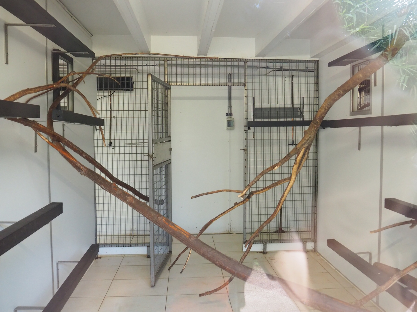 Indoor housing for lemurs, 2022-08-28