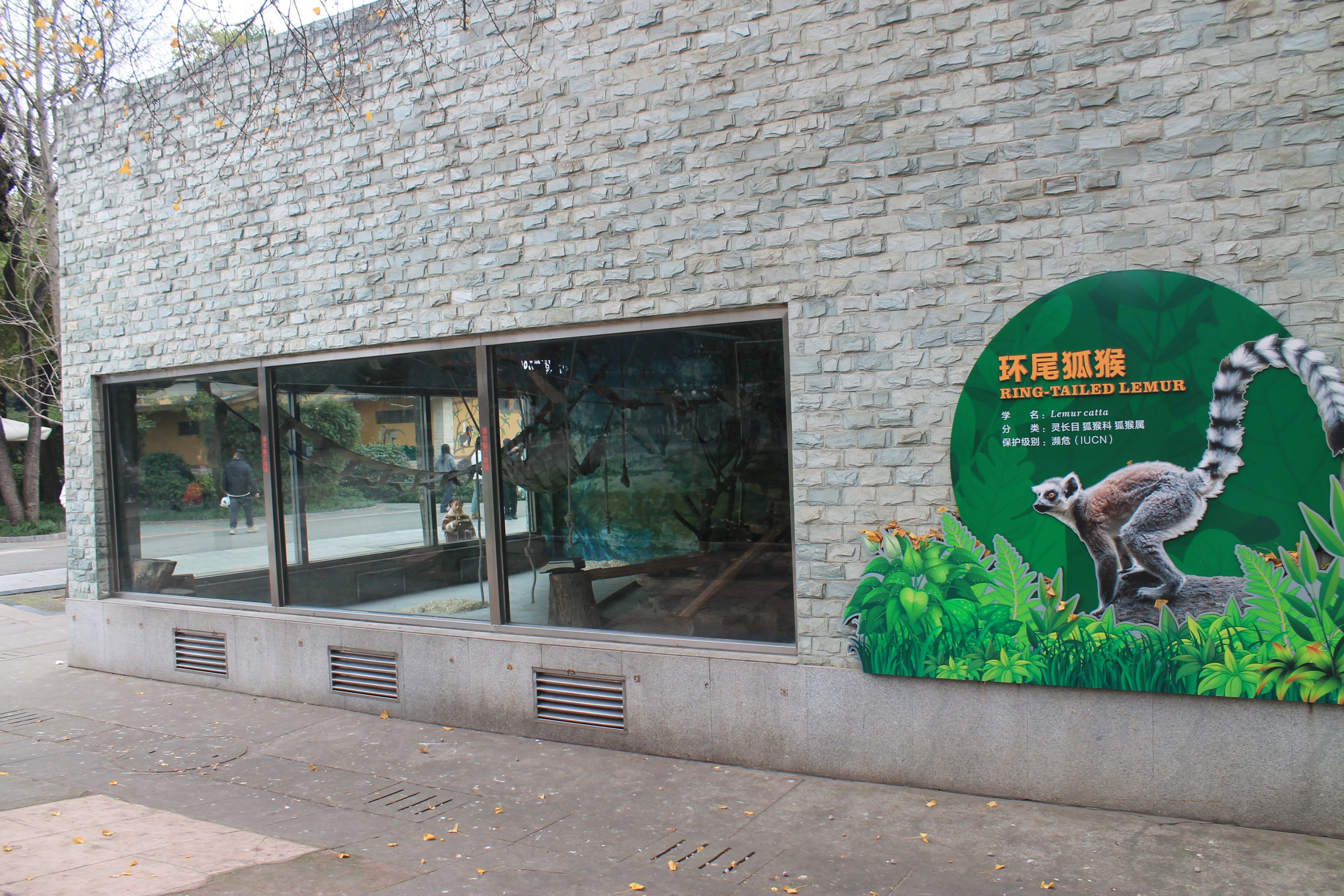 Indoor housing for Ring-tailed Lemurs