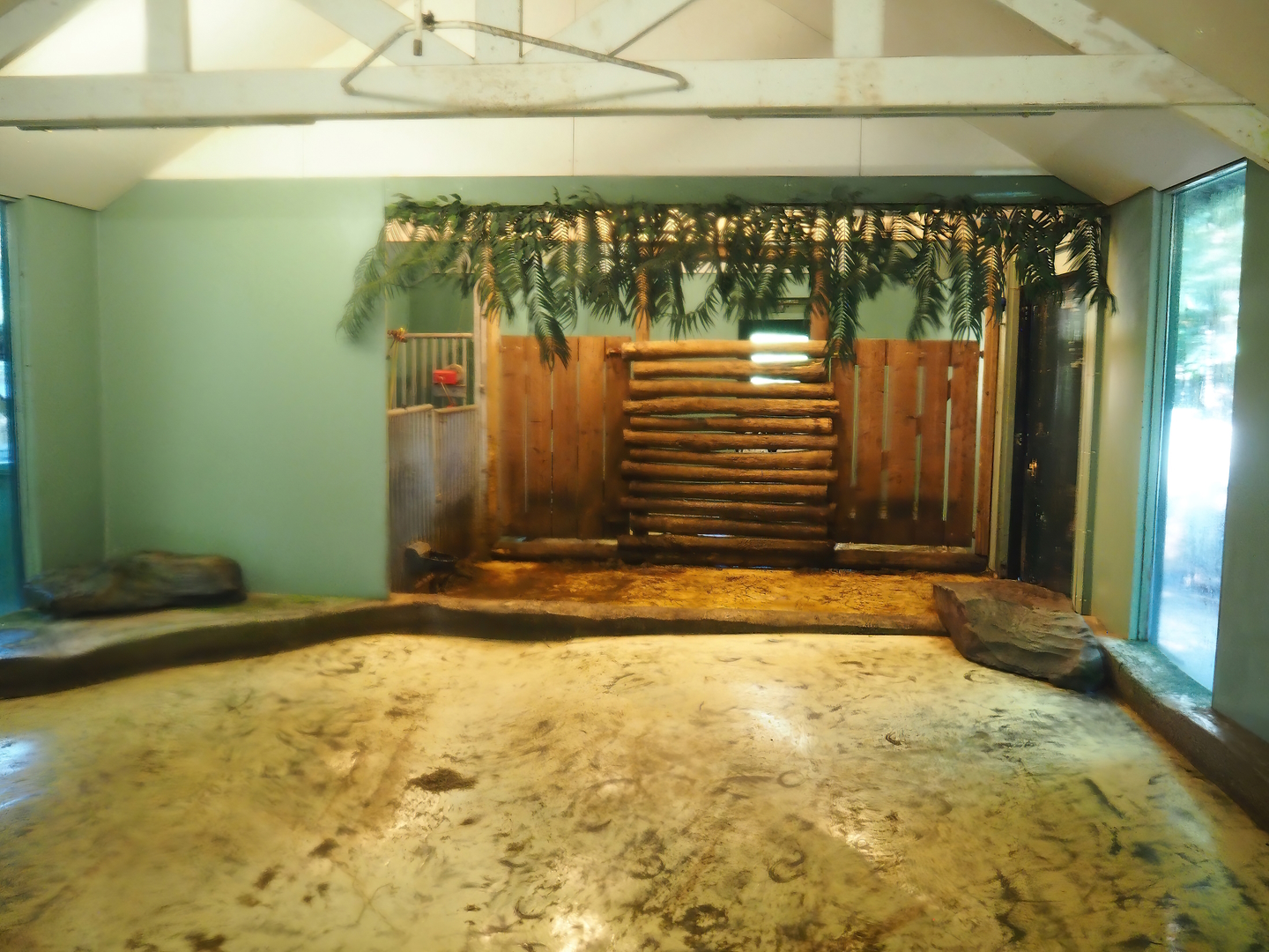 Indoor housing for Western pygmy hippopotamuses and Red river hogs, 2022-10-09