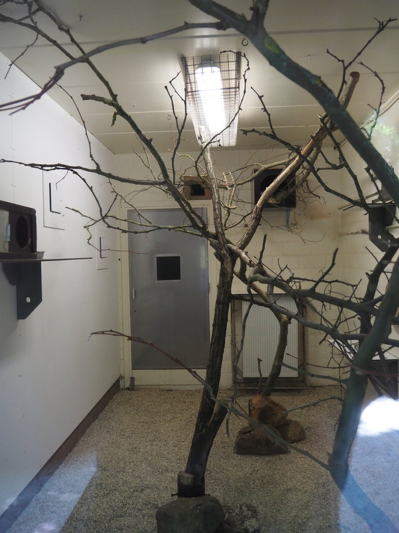 Indoor housing for white-faced sakis, 2022-07-03