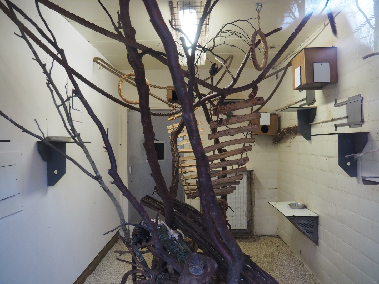 Indoor housing Geoffroy's marmosets, 2020-01-11