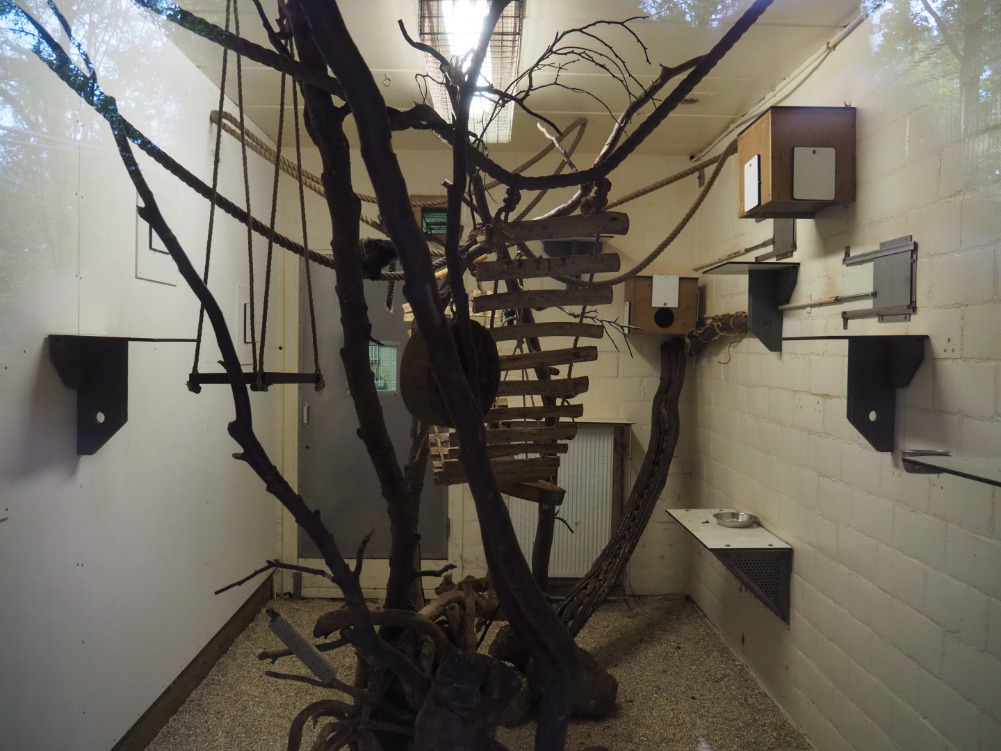 Indoor housing Geoffroy's marmosets, 2020-10-19