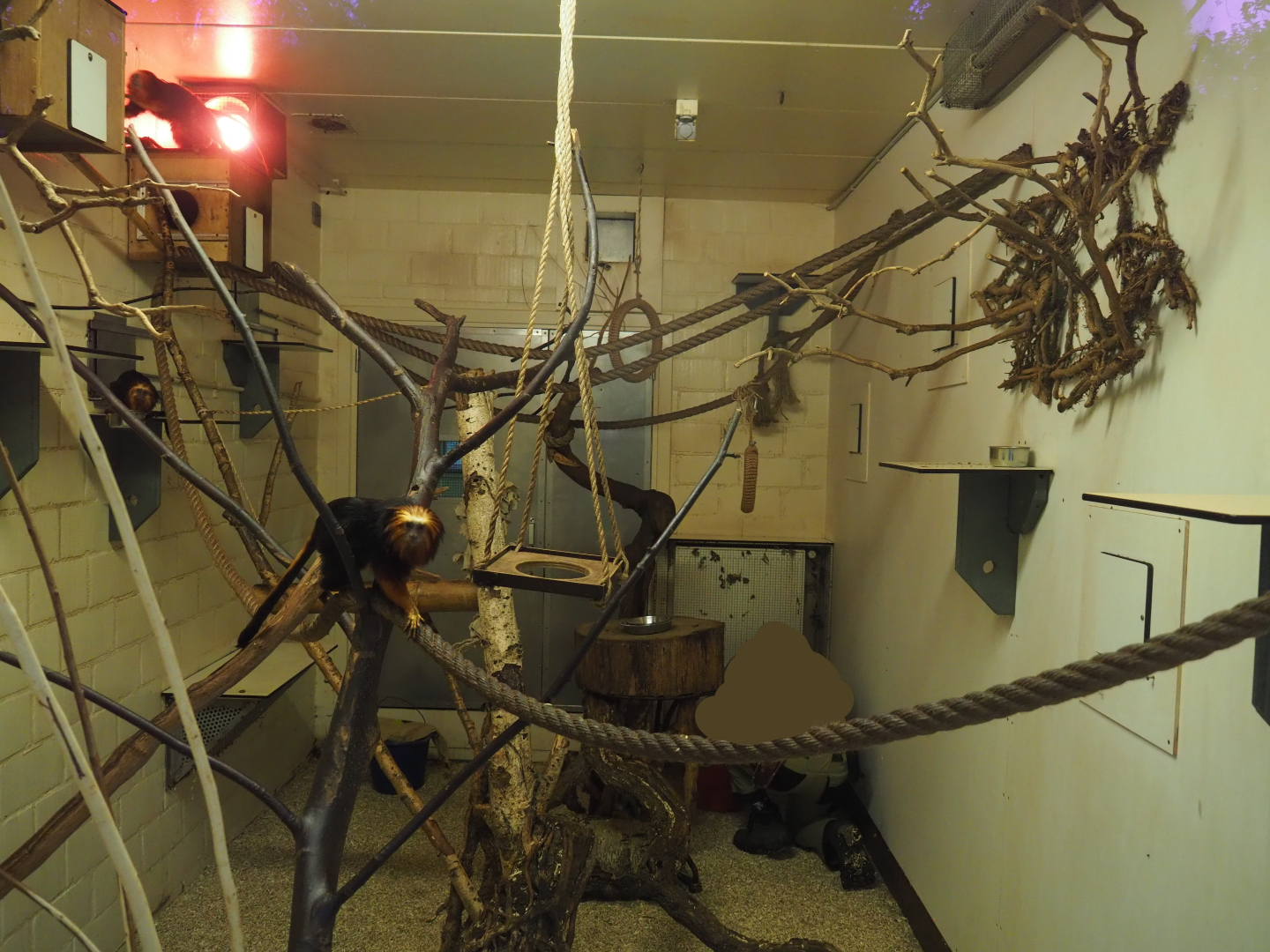 Indoor housing Golden-headed lion tamarins, 2020-10-19