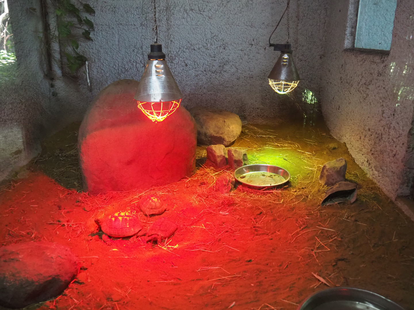 Indoor housing Hermann's tortoises, 2020-06-20