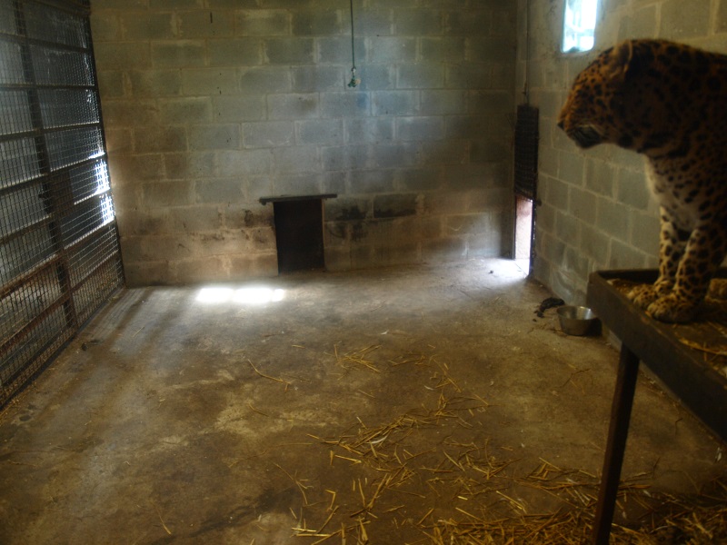 Indoor housing in Casa Panthera (April 19th, 2015)