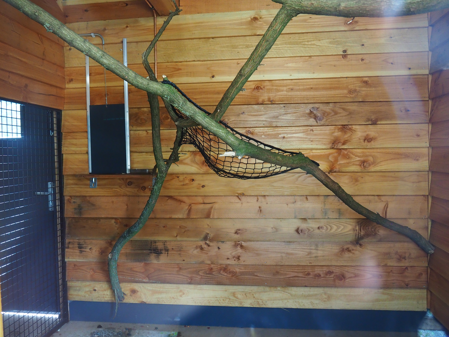 Indoor housing Lac Alaotra bamboo lemur, 2019-08-11