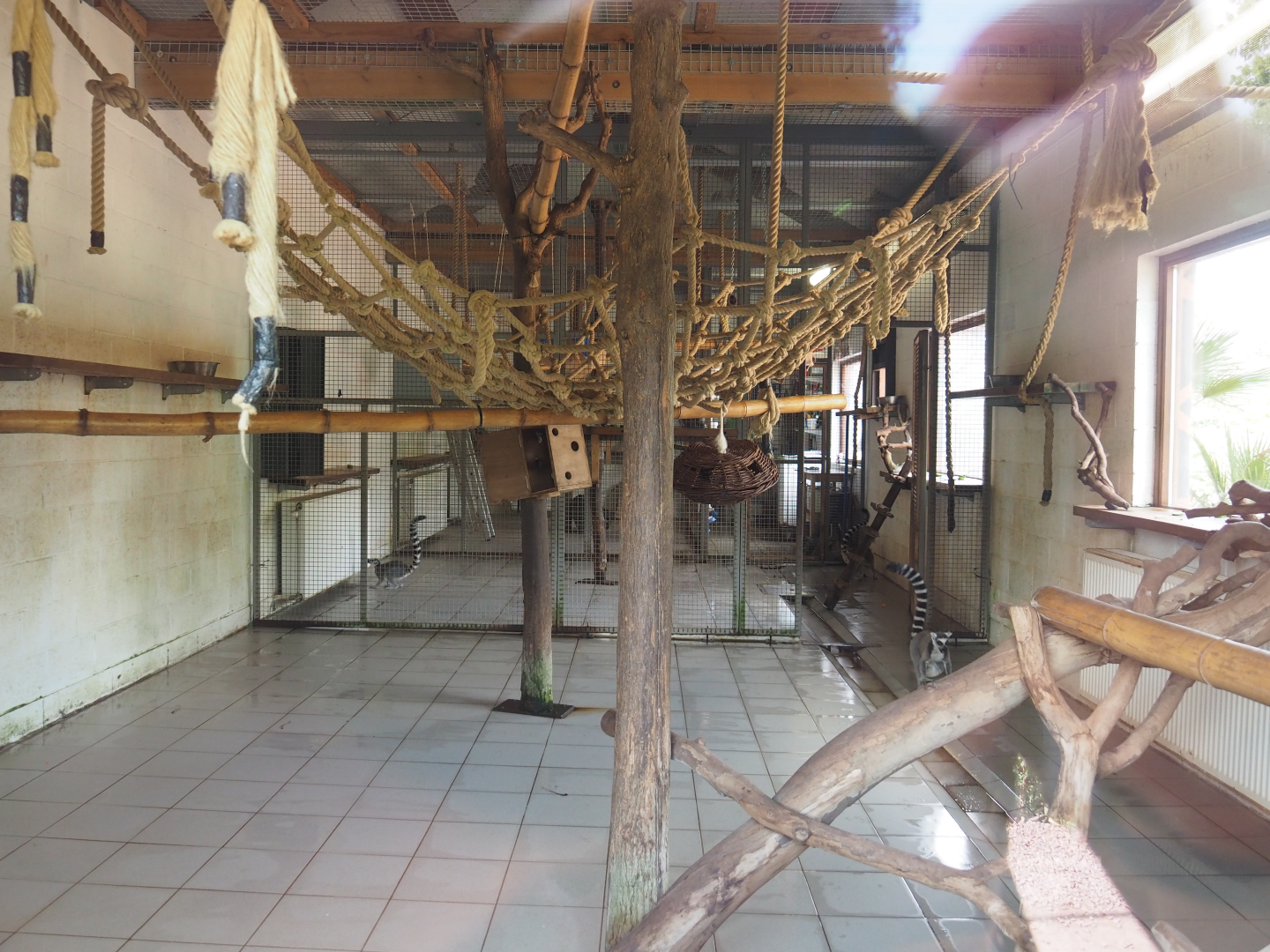 Indoor housing lemurs, 2020-09-02