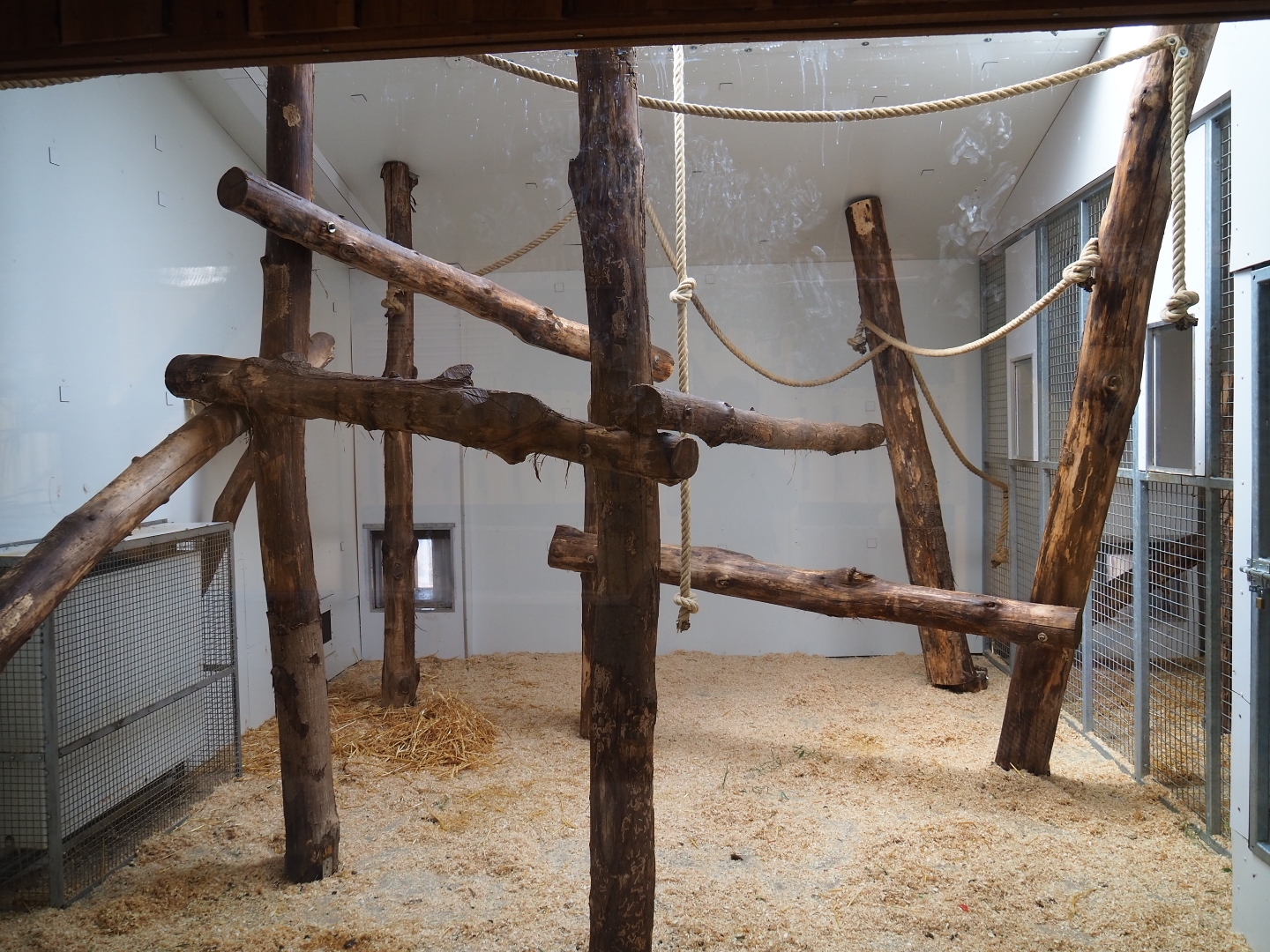 Indoor housing lion-tailed macaques