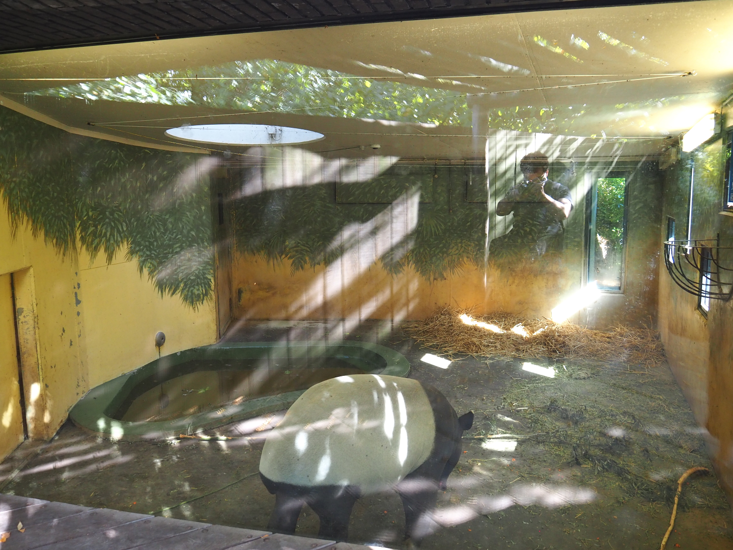 Indoor housing Malayan tapir, 2020-09-20