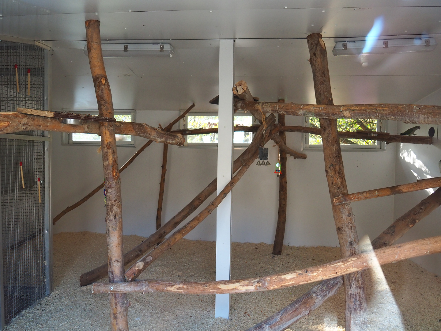 Indoor housing mixed parakeet and small parrot aviary, 2020-09-12