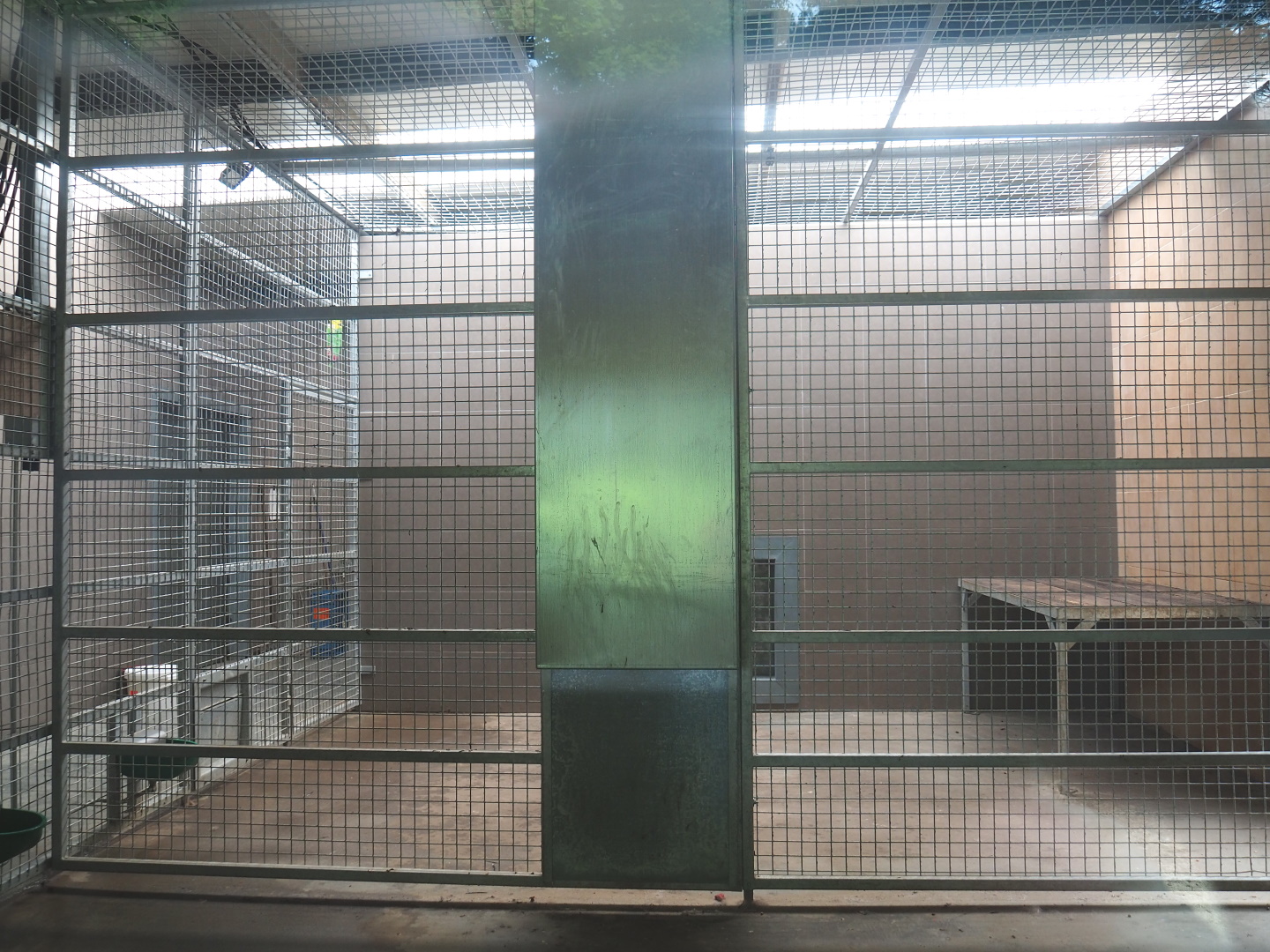 Indoor housing Non-subspecies specific tigers, 2021-06-15