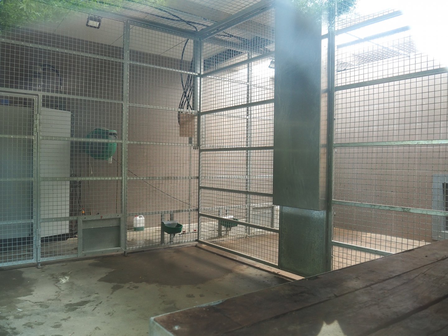 Indoor housing Non-subspecies specific tigers, 2021-06-15