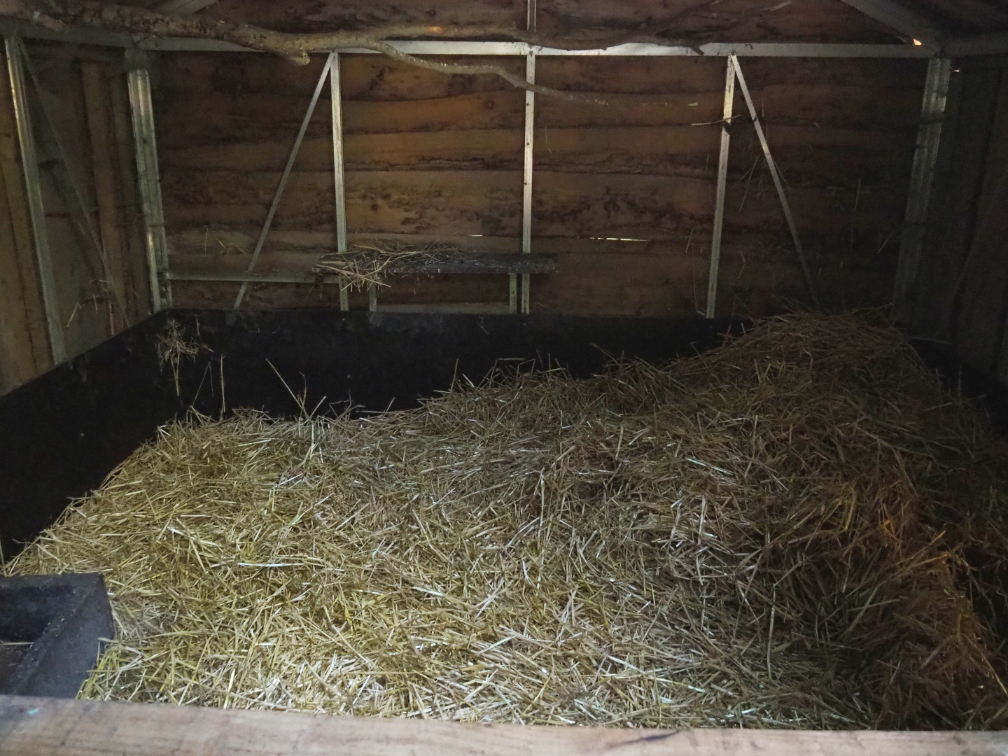 Indoor housing/pigsty potbelly pig, 2020-09-12