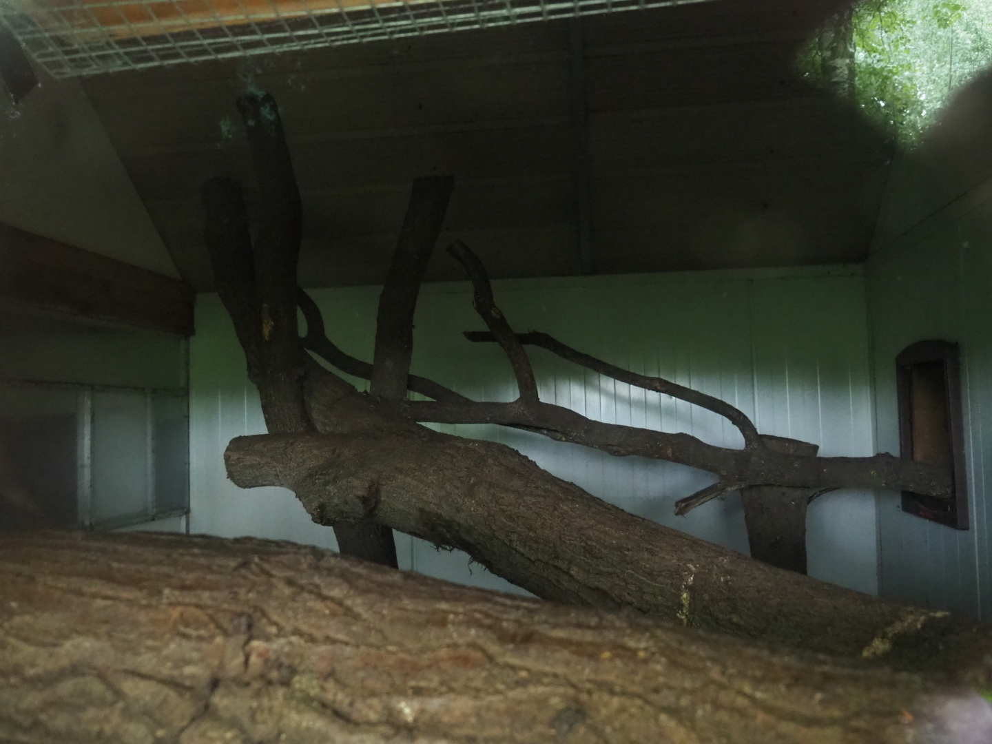 Indoor housing red-collared lorikeets, 2019-05-25