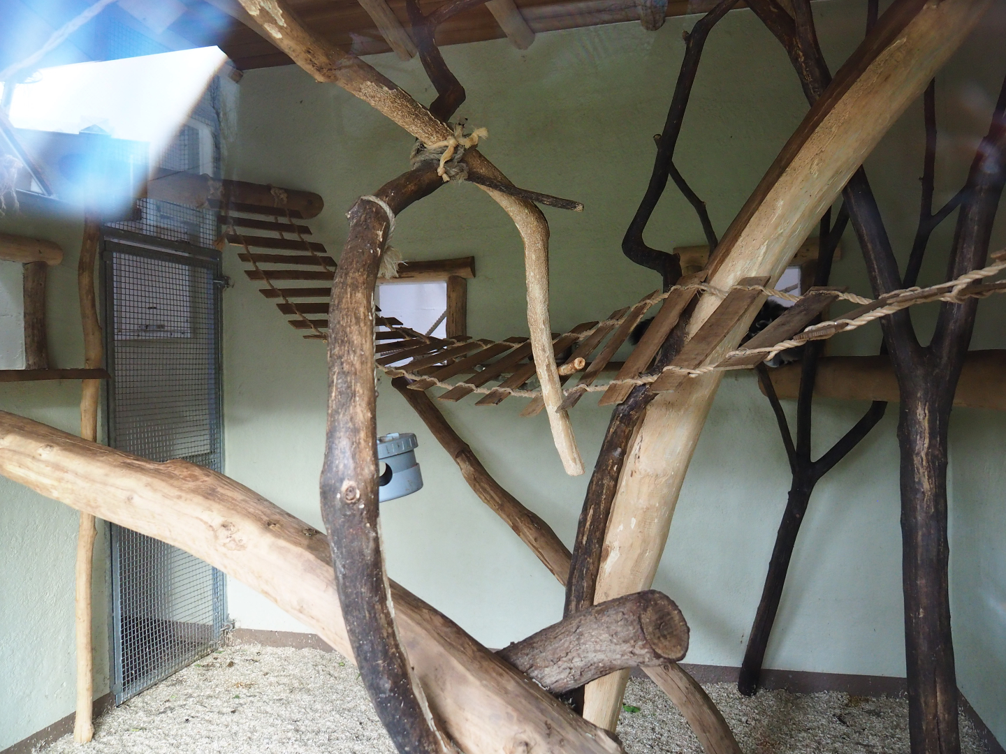 Indoor housing ring-tailed and black lemurs, 2020-01-11