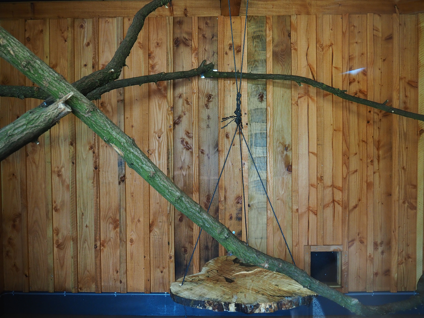 Indoor housing ring-tailed, crowned and red-bellied lemurs, 2019-08-11