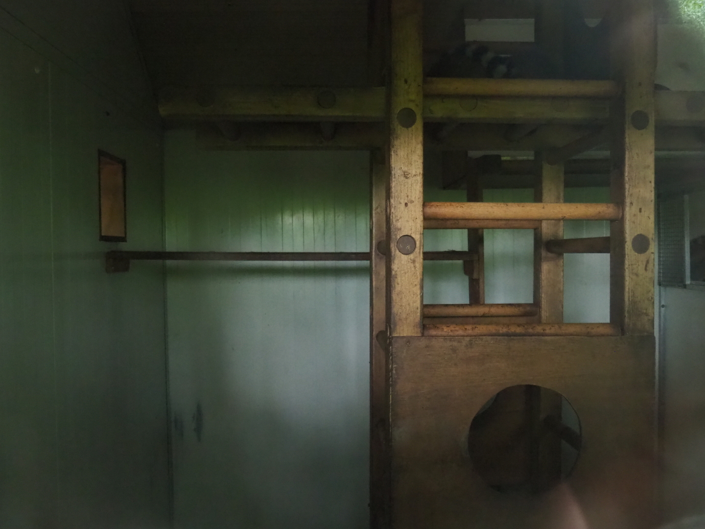 Indoor housing ring-tailed lemurs, 2019-05-25