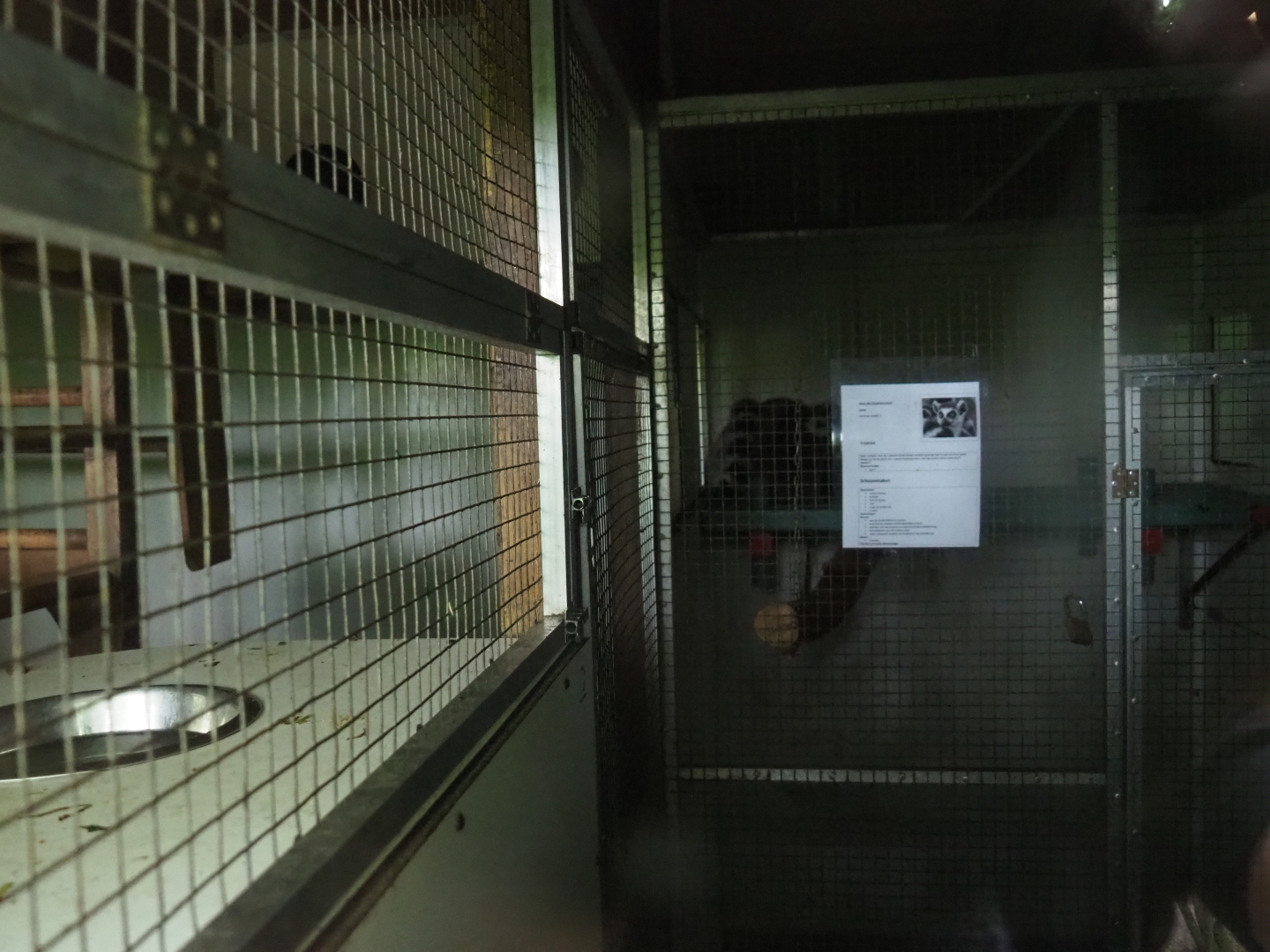 Indoor housing ring-tailed lemurs, 2019-05-25