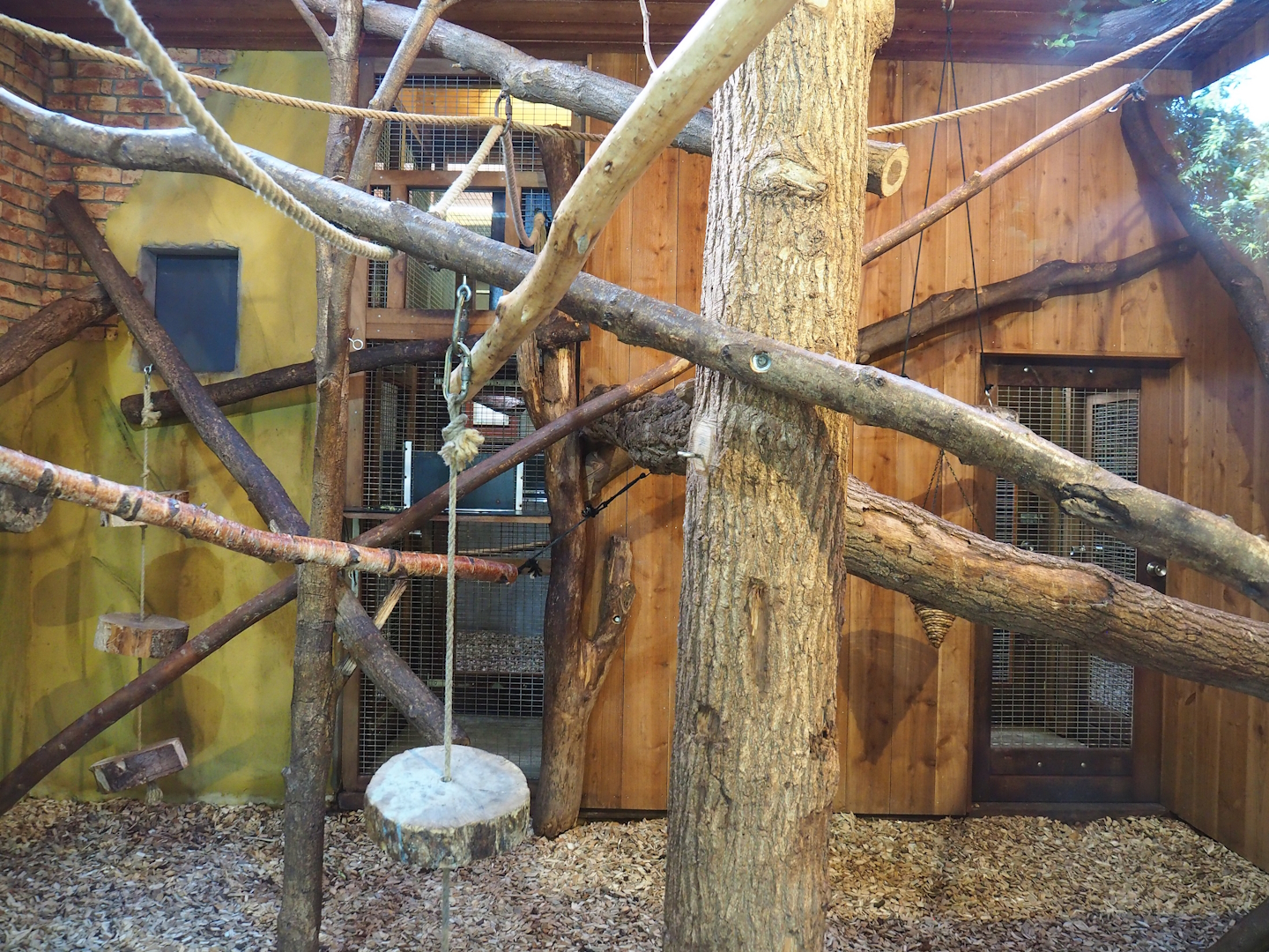 Indoor housing ring-tailed lemurs, 2023-09-24