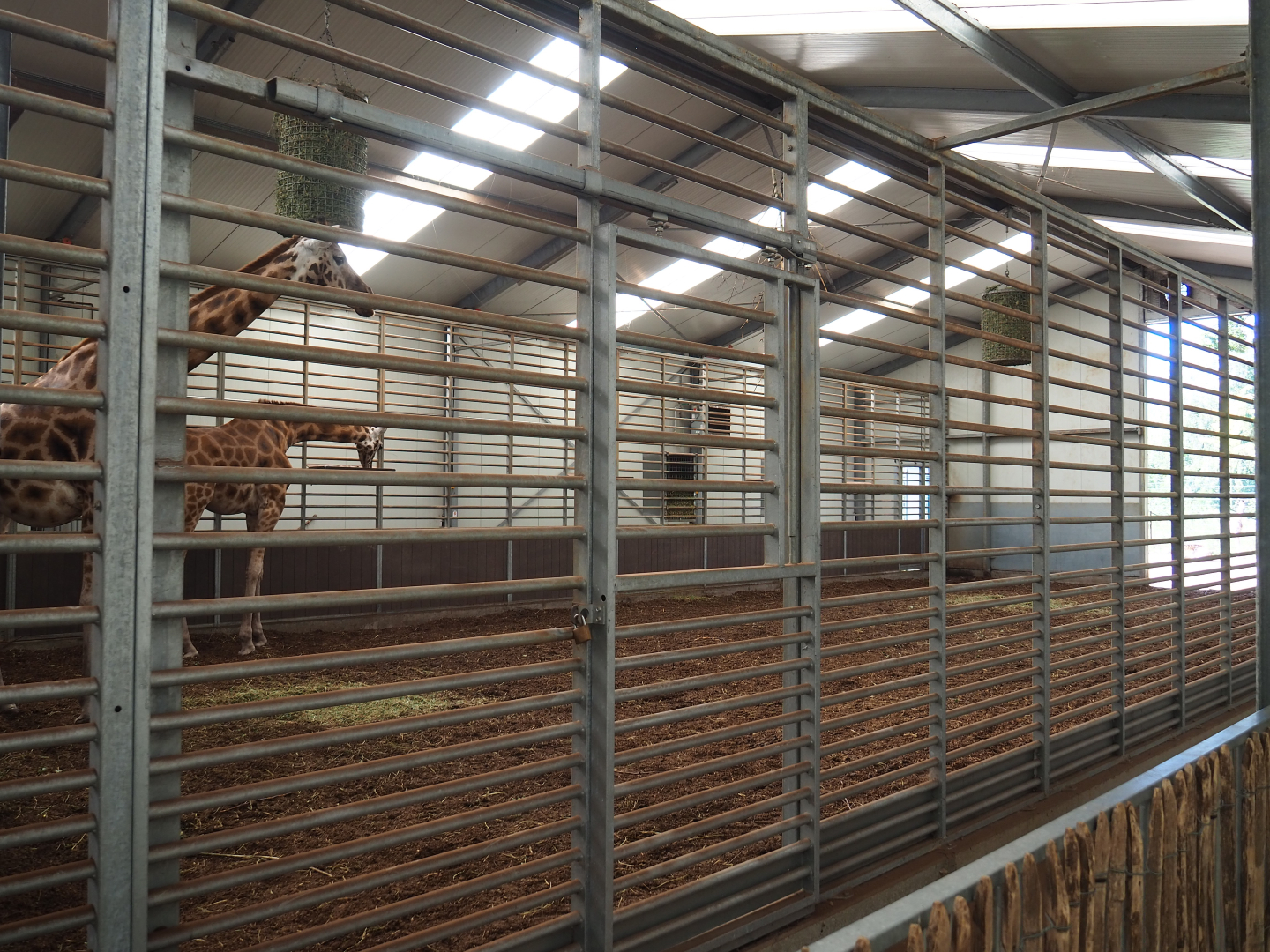 Indoor housing Rothschild's giraffes, 2019-09-15