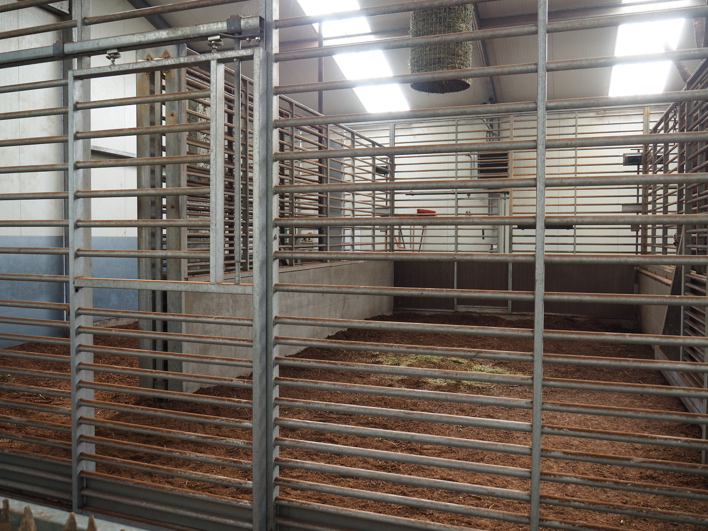 Indoor housing Rothschild's giraffes, 2019-09-15