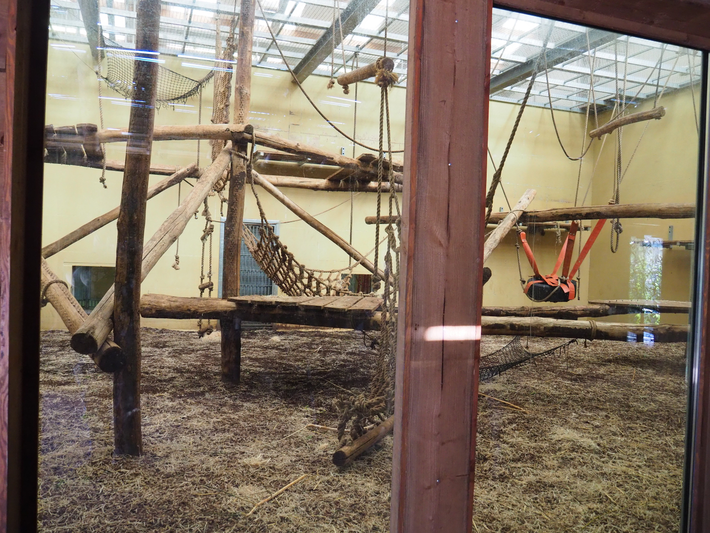 Indoor housing second Western chimpanzee group,  2019-09-15