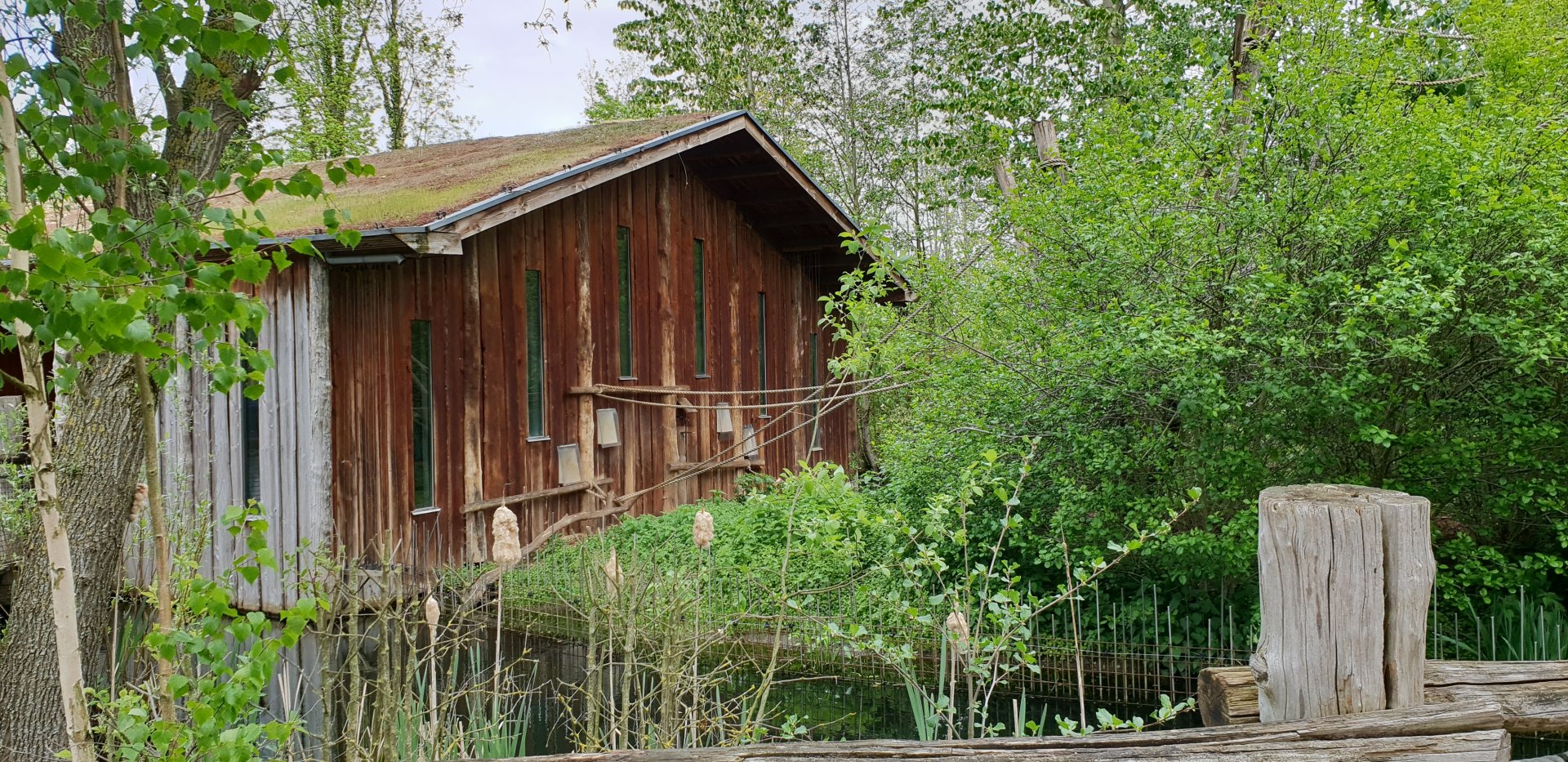 Indoor housing Spider monkey