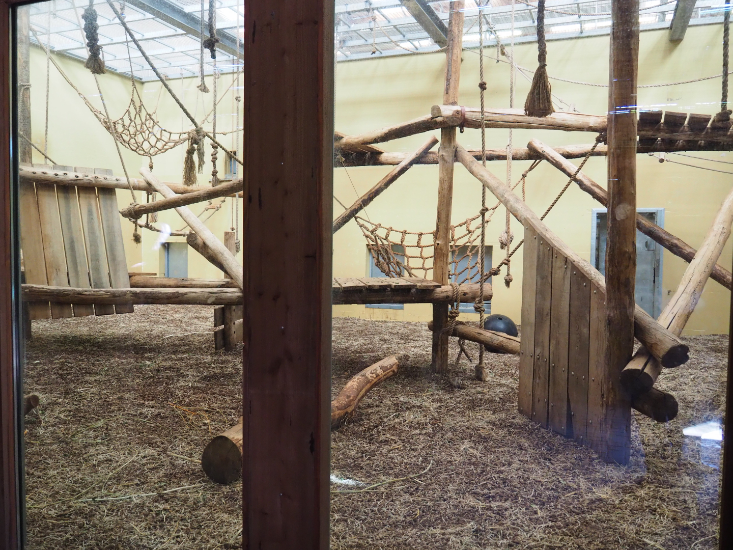 Indoor housing Western lowland gorilla bachelor group and Mantled colobus, 2019-09-15