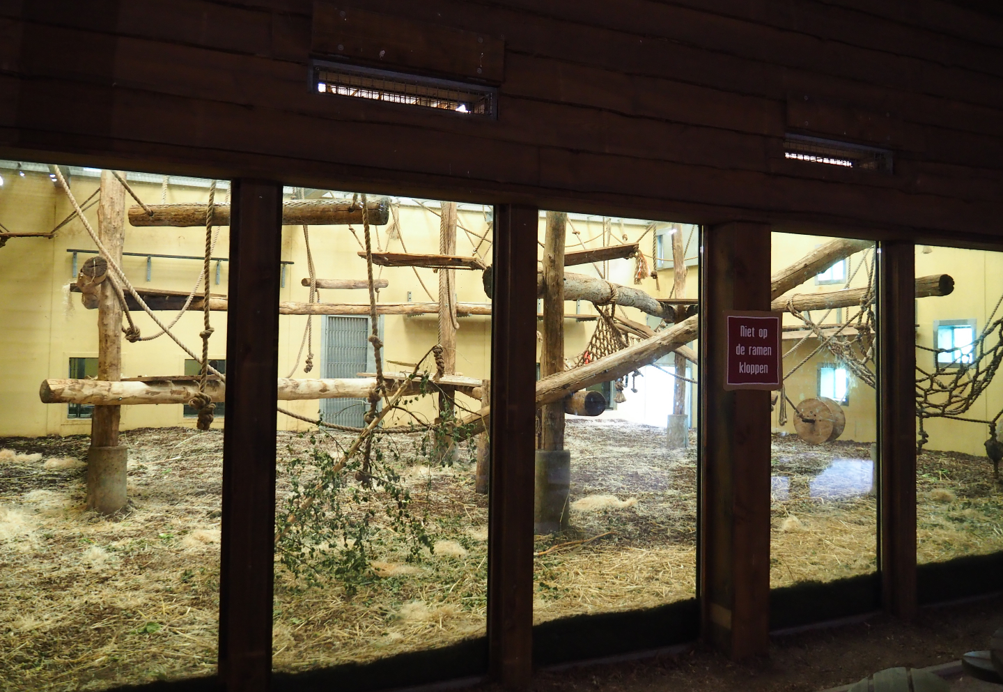 Indoor housing Western lowland gorilla breeding group and black-crested mangabeys, 2019-09-15