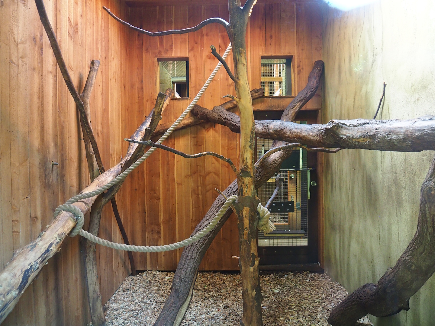 Indoor housing Yellow-breasted capuchins, 2023-09-24