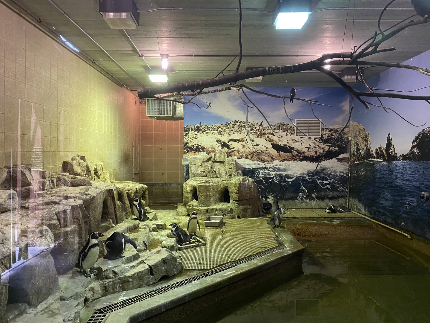 Indoor Humboldt Penguin/Inca Turn Exhibit