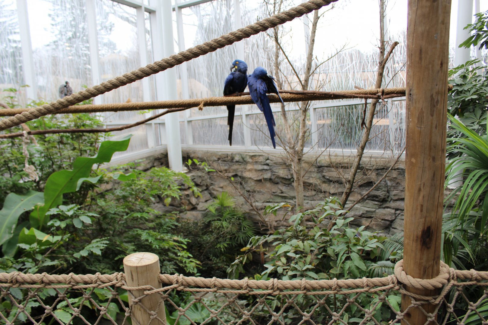 Indoor Hyacinth Macaw Enclosure