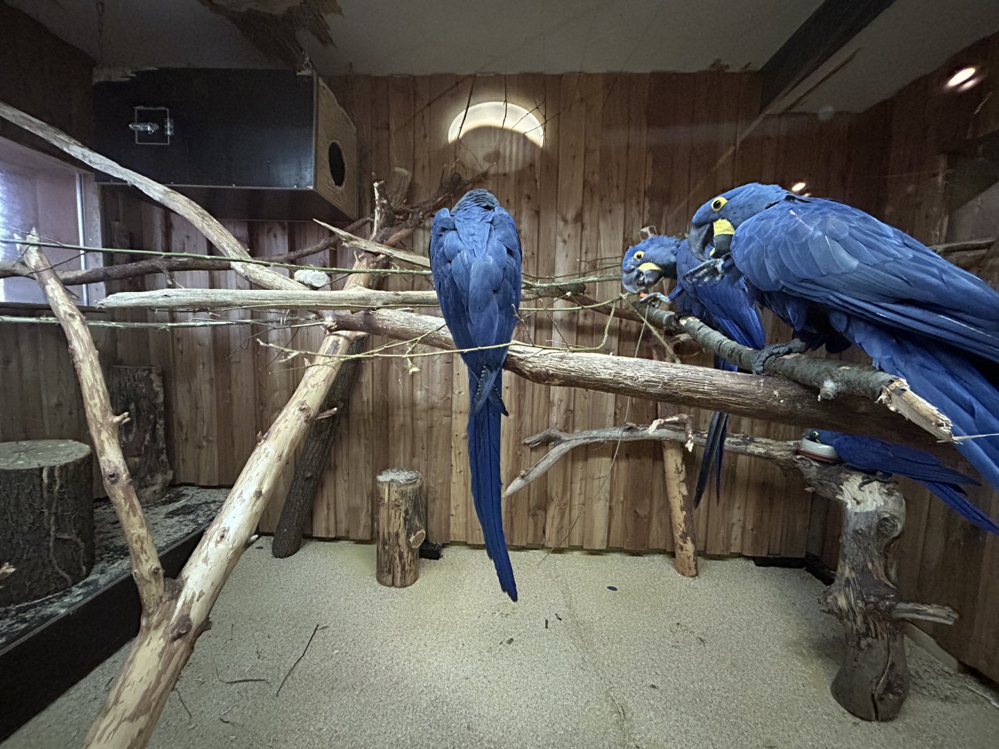 Indoor Hyacinth Macaw Exhibit